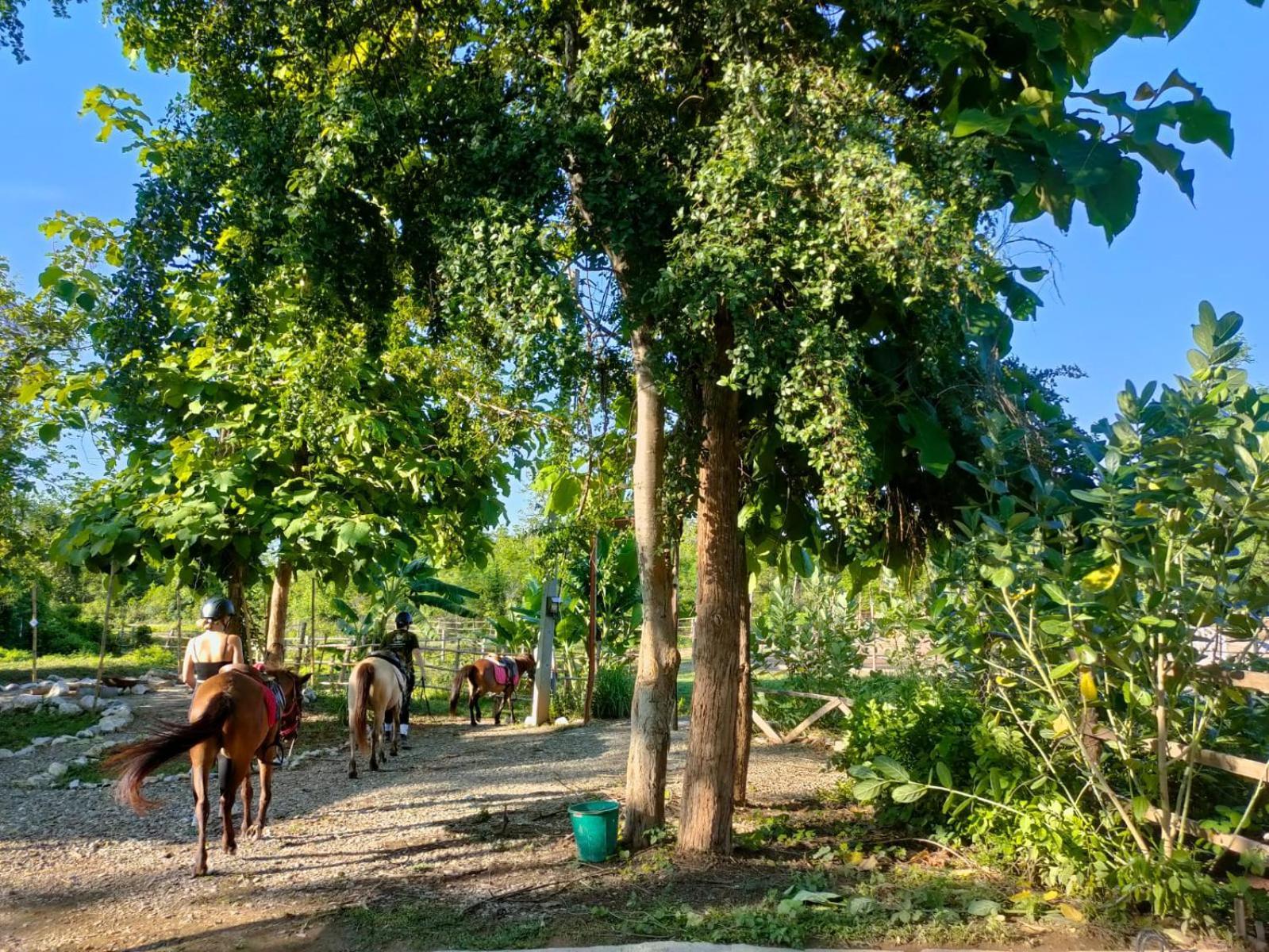 Namkhan Horses Stables Luang Prabang Exterior photo