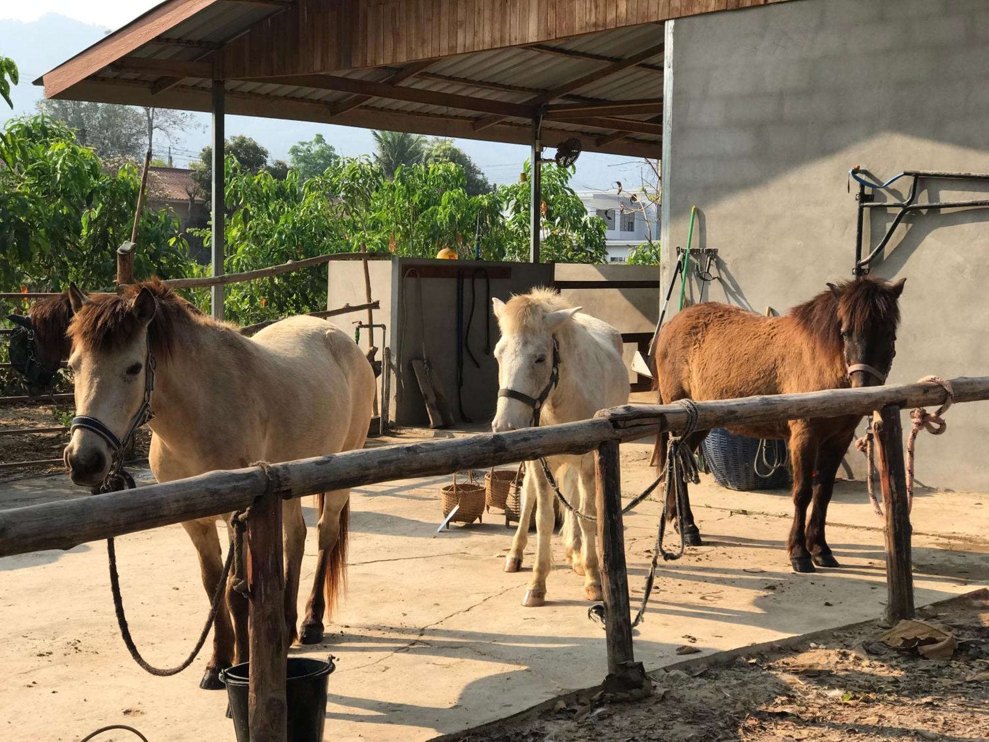 Namkhan Horses Stables Luang Prabang Exterior photo